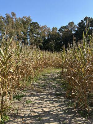 Corn maze