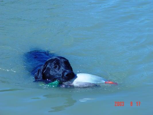 Our black lab at over a year old with her training duck!