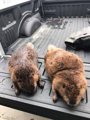 a couple of beaver removed from Whitfield County, GA