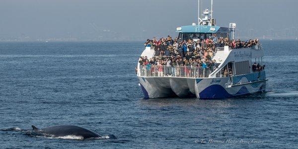 Long Beach Whale Watching