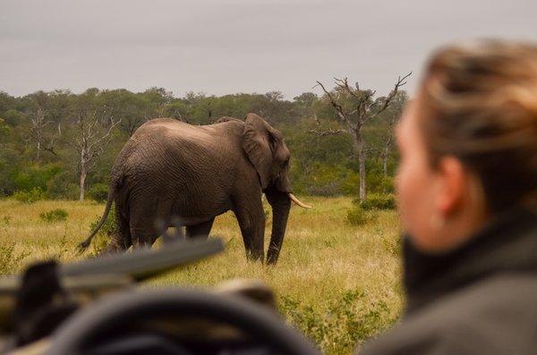 Safari at Sabi Sabi Game Reserve South Africa