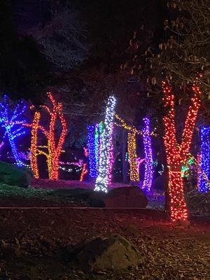 Lots of lighted trees