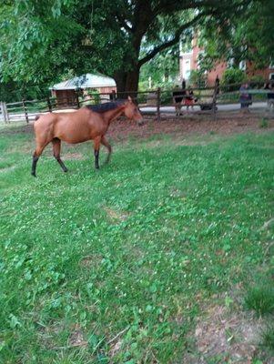 A beautiful horse.  I love horses.