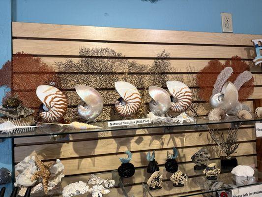 Discover the beauty of nature's perfect spiral!  Our Nautilus shells are not just stunning decor; they're a symbol of elegance and tranqu