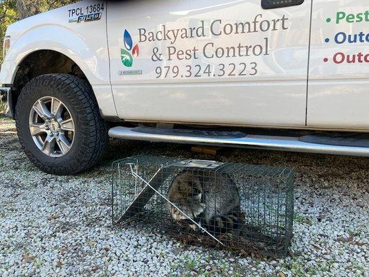 wildlife control