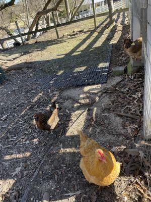 Chickens!