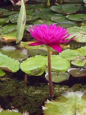 Beautiful flowers in the Koi pond.