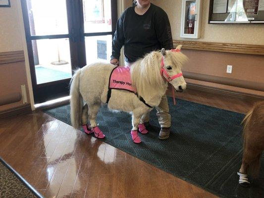 Therapy horses visiting the guests at the Laurels!