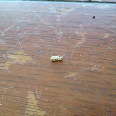 A freshly dead termite