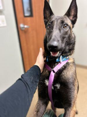 at the vet