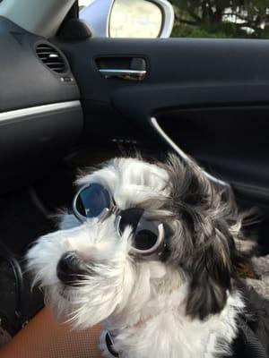 Hashtag loves a car ride!  Sporting his googles to keep his eye safe