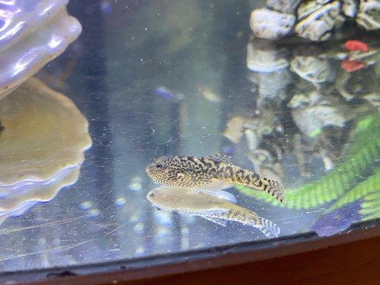 Yellow Reticulated Hillstream Loach