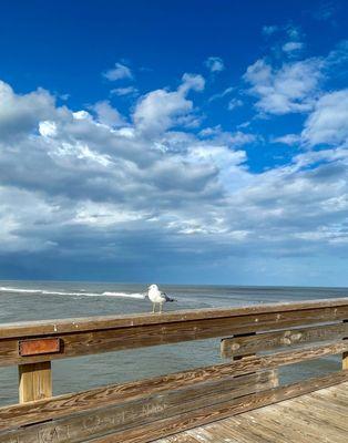 I agree with this sunbathing beauty, let's just hang out on this beautiful afternoon @ #St AugustineBeachPier ﾟﾟ*:｡。