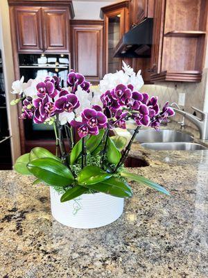 Two different kinds of orchids, you pick your own container.