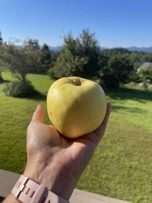 Now that's an apple!