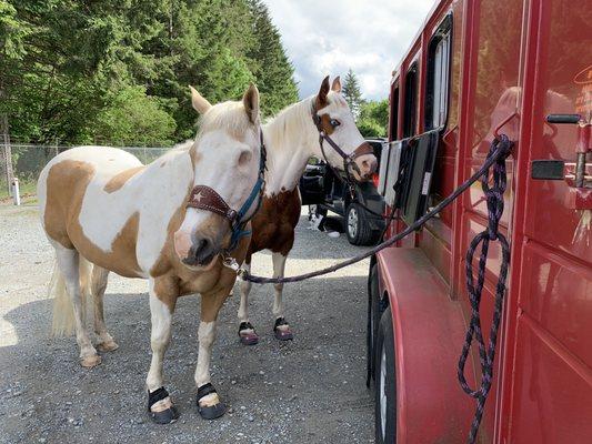 Horses along the trail.