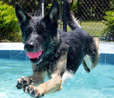 Play time at Noahs Ark Boarding Kennel