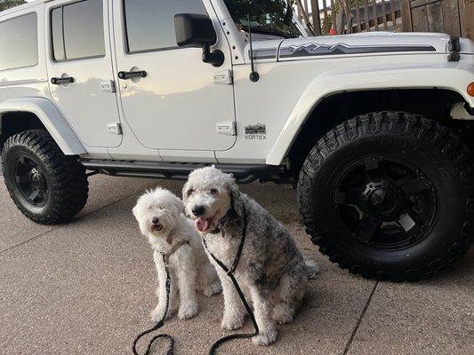 Sheep-a-doodle approved vehicle.