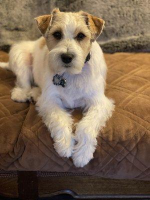 Gaithersburg PetSmart did a fabulous job grooming Alfie!