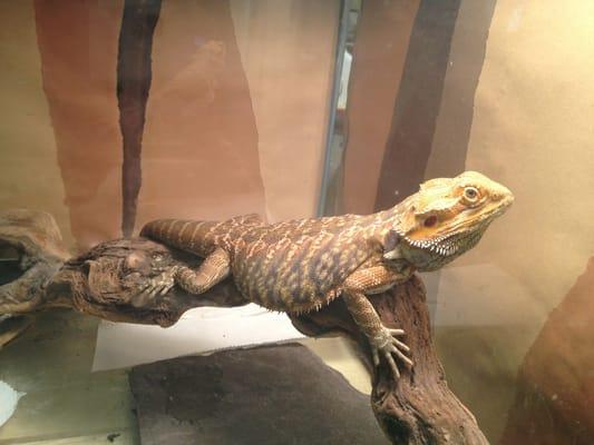 School mascot: the dragon. 2 live in the science lab :)