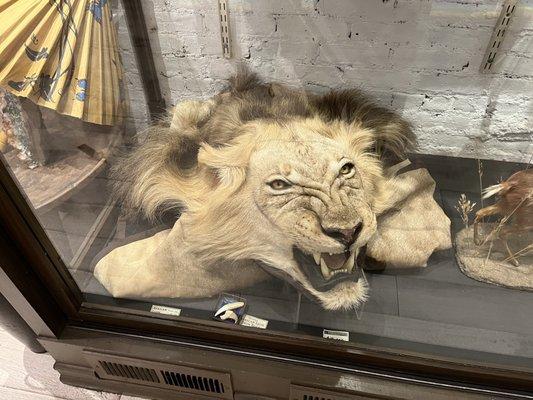 Antique taxidermy lion rug