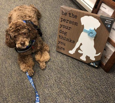 Finn my Service Dog and I at Kohl's.