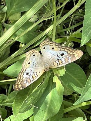 White peacock butterfly.