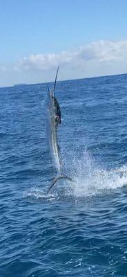 Tail walking Atlantic Sailfish showing off his skills.