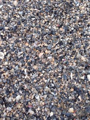 Ton of tiny shells.