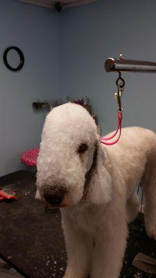 Piper, the Bedlington Terrier