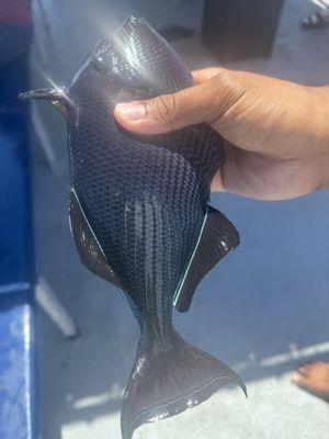 Black Triggerfish