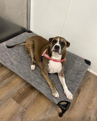 Penny living the new high rise beds at pups at play