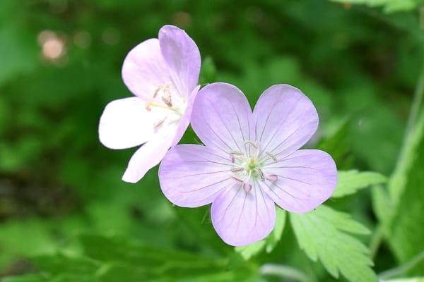 Hepatica everywhere!