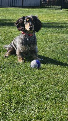 Max playing in Tailwaggers dog park