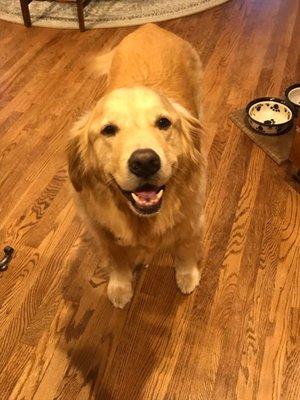 Bo had a great spa day at Mud Puppy today! We bring our Goldens there for grooming and are always pleased! Thank you, Mud Puppy!