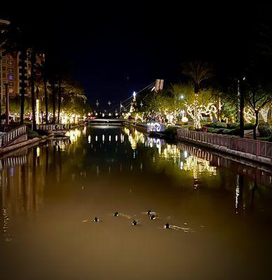 Can you spot my ducky friends in water? - A charming scene of the Canal by Night.  Christmas Night 2021