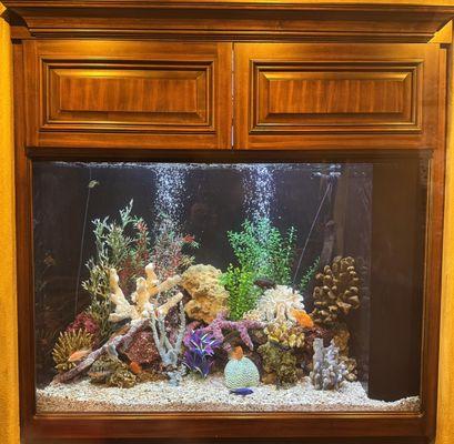 In -wall 200 gallon acrylic mixed cichlid aquarium