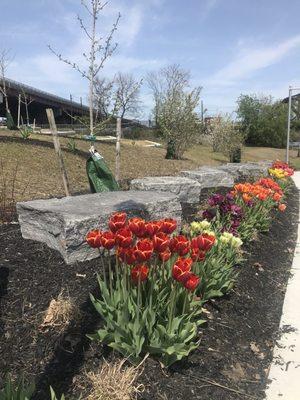 New plantings at the Corning preserve