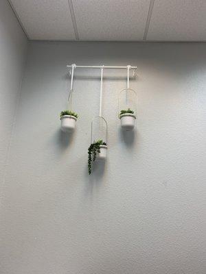 Plants inside the room