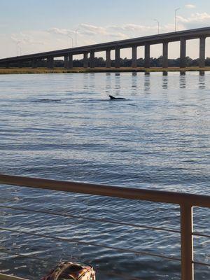 Snuck up on a cpl dolphins hanging in their bedroom.