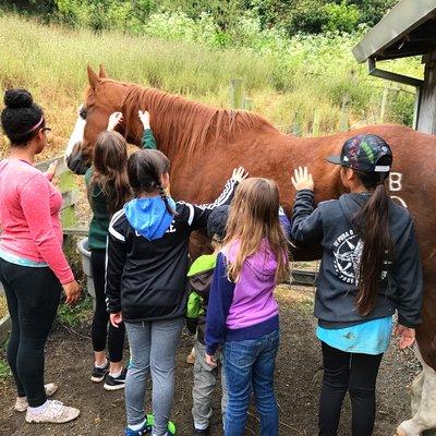 Ozzy the senior Quarterhorse is great with kids. Summer Campers love pampering him!