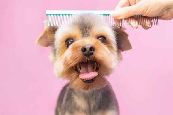 Dog-a-holick is a locally owned family-operated business in Massachusetts. We are a dog grooming salon offering a personalize...