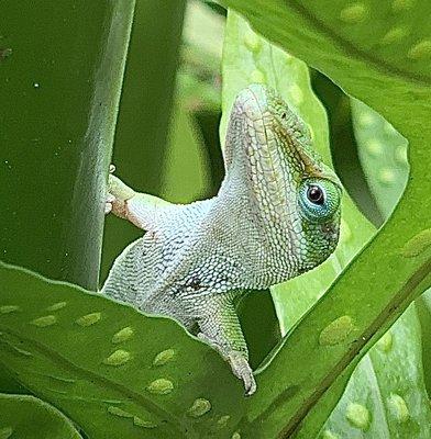 Gecko posing for me at Botanical garden