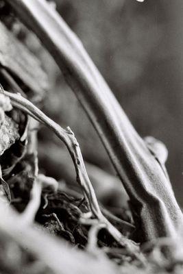 Macro of roots. 35mm hp5