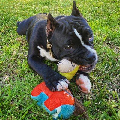 Nipsey the American Bully feeling great after his appointment at Twin Oaks Animal Hospital!