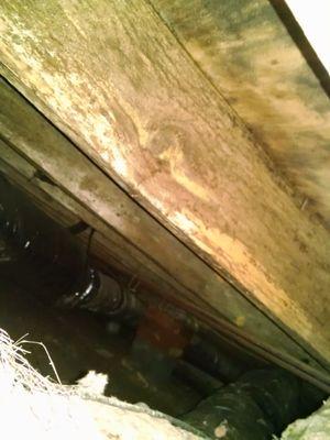 Mold growing on the floor joists and sub-floor in a crawlspace.