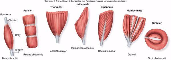 Different muscles forms to enable body movement