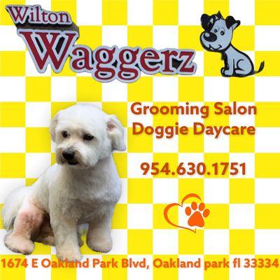 #doglife #doggrooming #doggiedaycare #doggiestyle #oakland #toaklandgroomer #dogstile #fortlauderdale