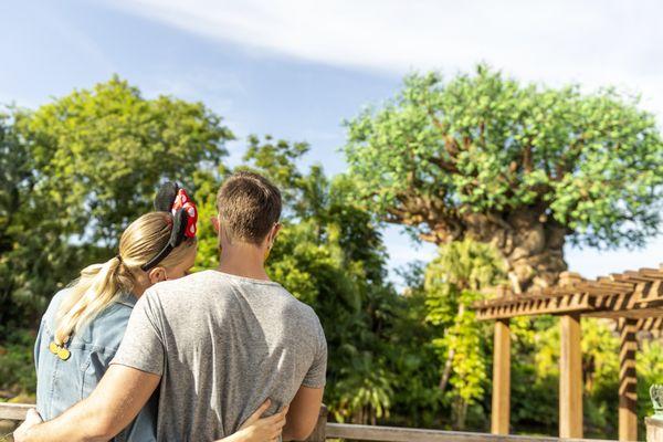 Couple at the Tree of Life at Disney's Animal Kingdom