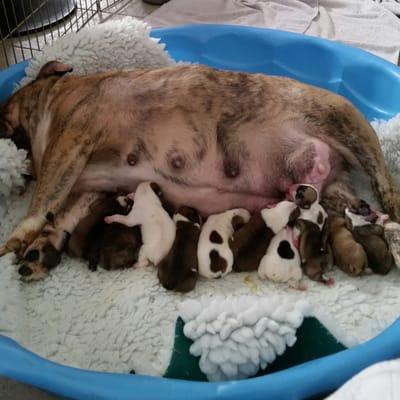 we have some lovely little babies getting ready to be adopted to new loving homes